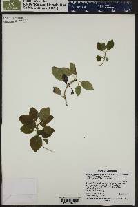 Gaultheria humifusa image