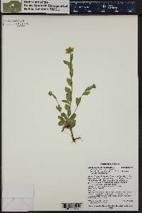 Draba aurea image