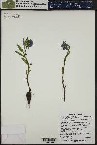 Mertensia oblongifolia image