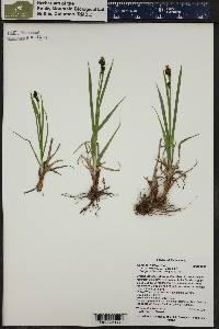 Carex raynoldsii image