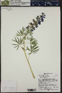 Lupinus polyphyllus image