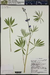 Lupinus polyphyllus image