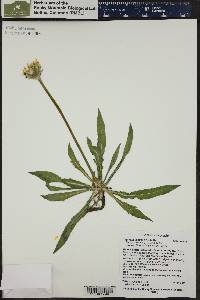 Agoseris glauca image