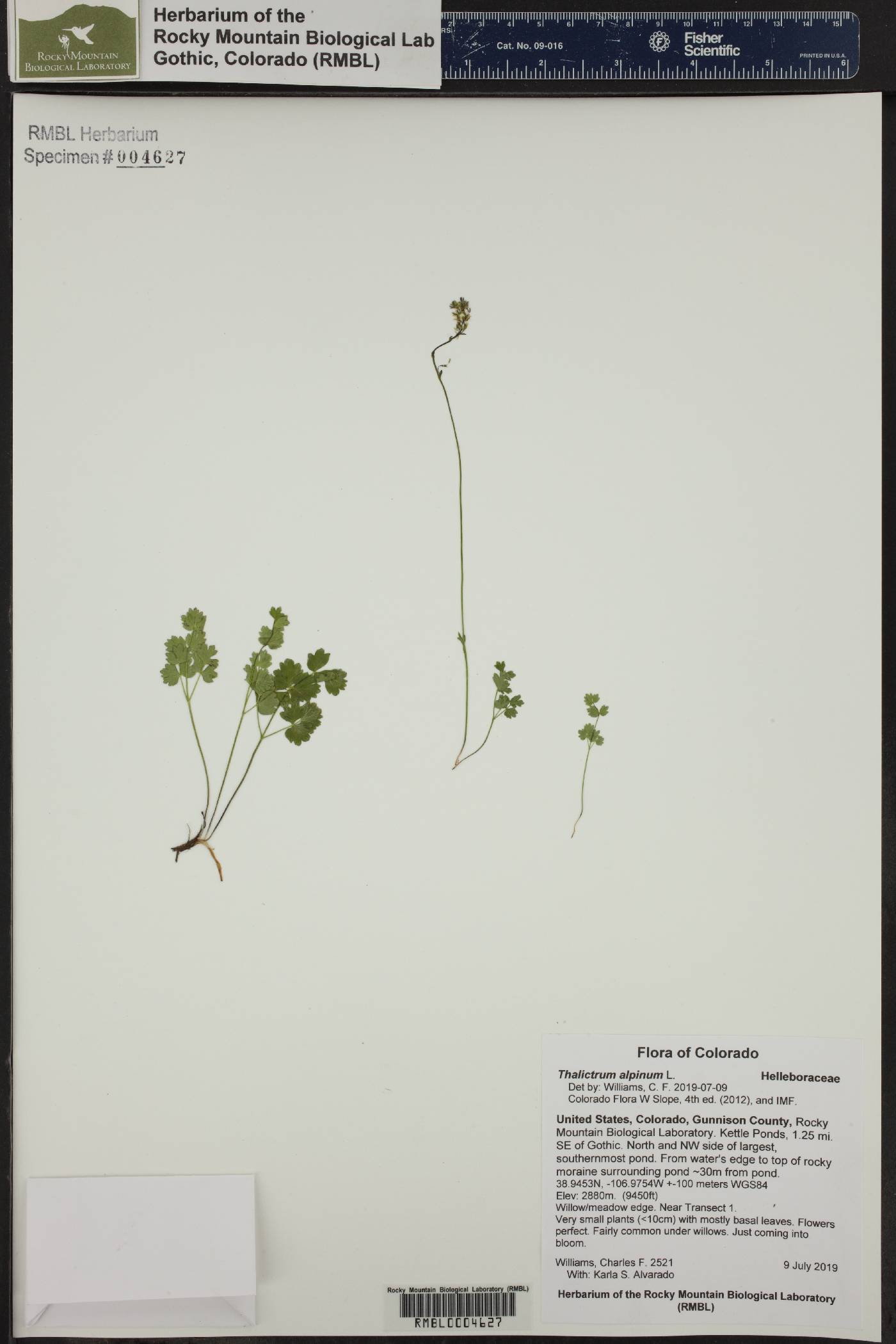 Thalictrum alpinum image