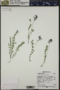 Astragalus alpinus image