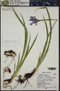 Iris missouriensis image