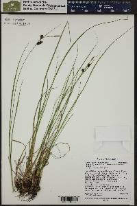 Carex saxatilis image