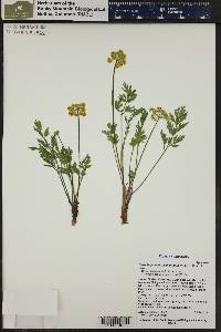 Pseudocymopterus montanus image