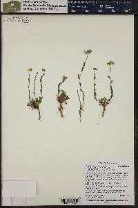 Draba spectabilis image