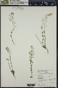 Noccaea fendleri subsp. glauca image