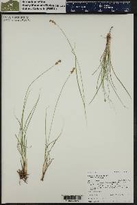 Carex vallicola image