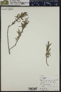 Salix exigua var. exigua image