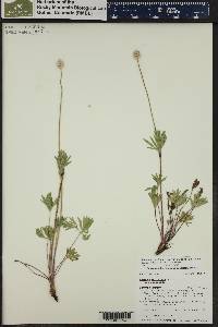 Anemone multifida var. hudsoniana image