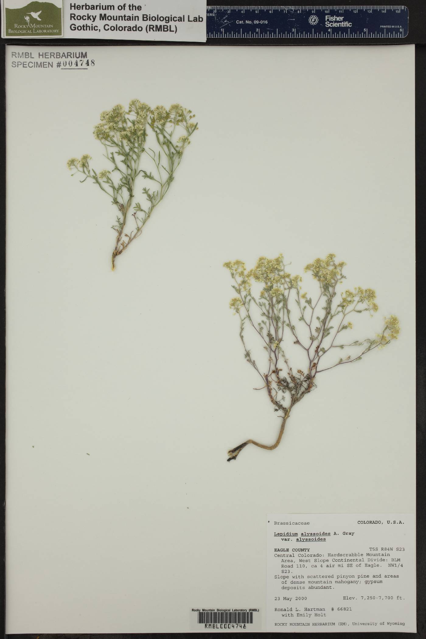 Lepidium alyssoides var. alyssoides image