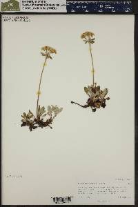 Eriogonum umbellatum var. majus image