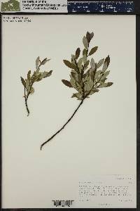 Salix planifolia image