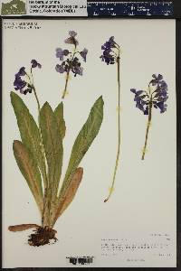 Primula parryi image