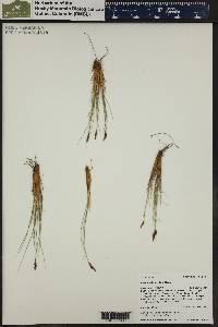 Carex elynoides image