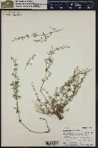 Galium coloradoense image