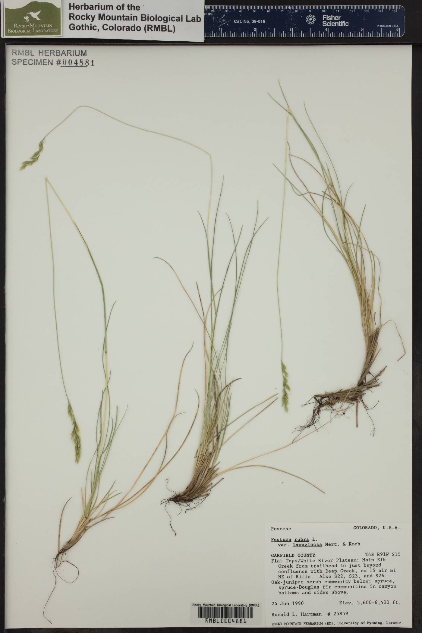 Festuca rubra subsp. arenaria image