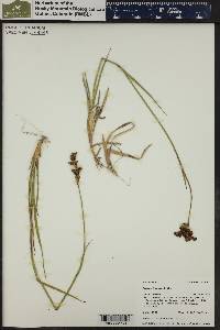 Juncus ensifolius var. montanus image