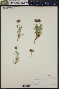 Trifolium dasyphyllum image