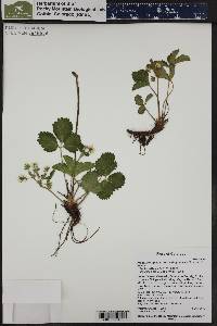 Fragaria virginiana subsp. glauca image