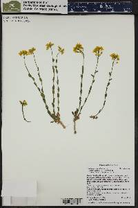 Draba spectabilis image