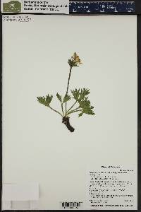 Anemone narcissiflora subsp. zephyra image