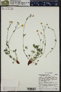 Potentilla diversifolia image