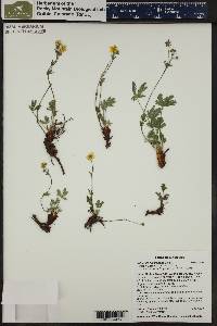 Potentilla diversifolia image