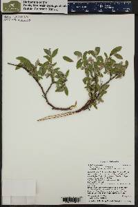 Salix brachycarpa image