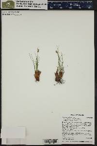 Carex elynoides image