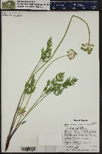 Pseudocymopterus montanus image