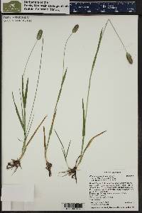 Phleum alpinum image