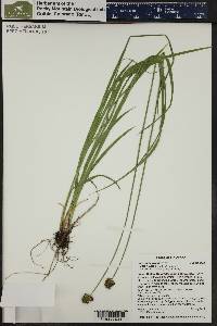 Carex macloviana image