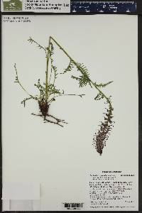 Pedicularis groenlandica image