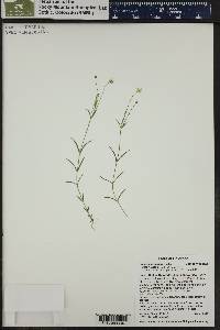 Stellaria longipes image