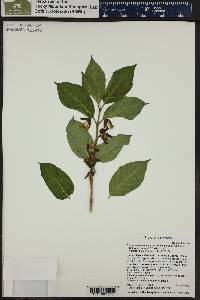 Lonicera involucrata var. involucrata image