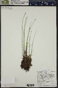 Eleocharis macrostachya image