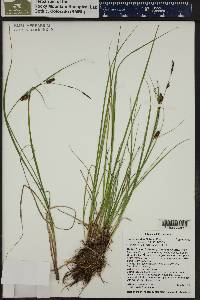 Carex saxatilis image