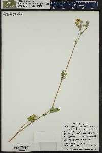 Potentilla gracilis image