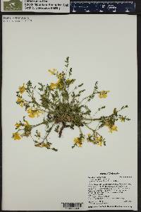 Corydalis aurea image