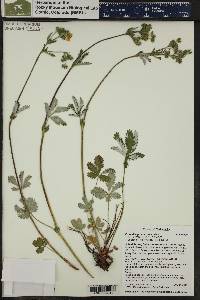 Potentilla pulcherrima image