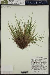 Carex deflexa var. boottii image