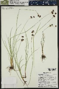 Juncus longistylis image