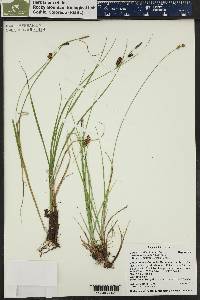 Carex saxatilis image