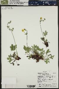 Potentilla diversifolia image