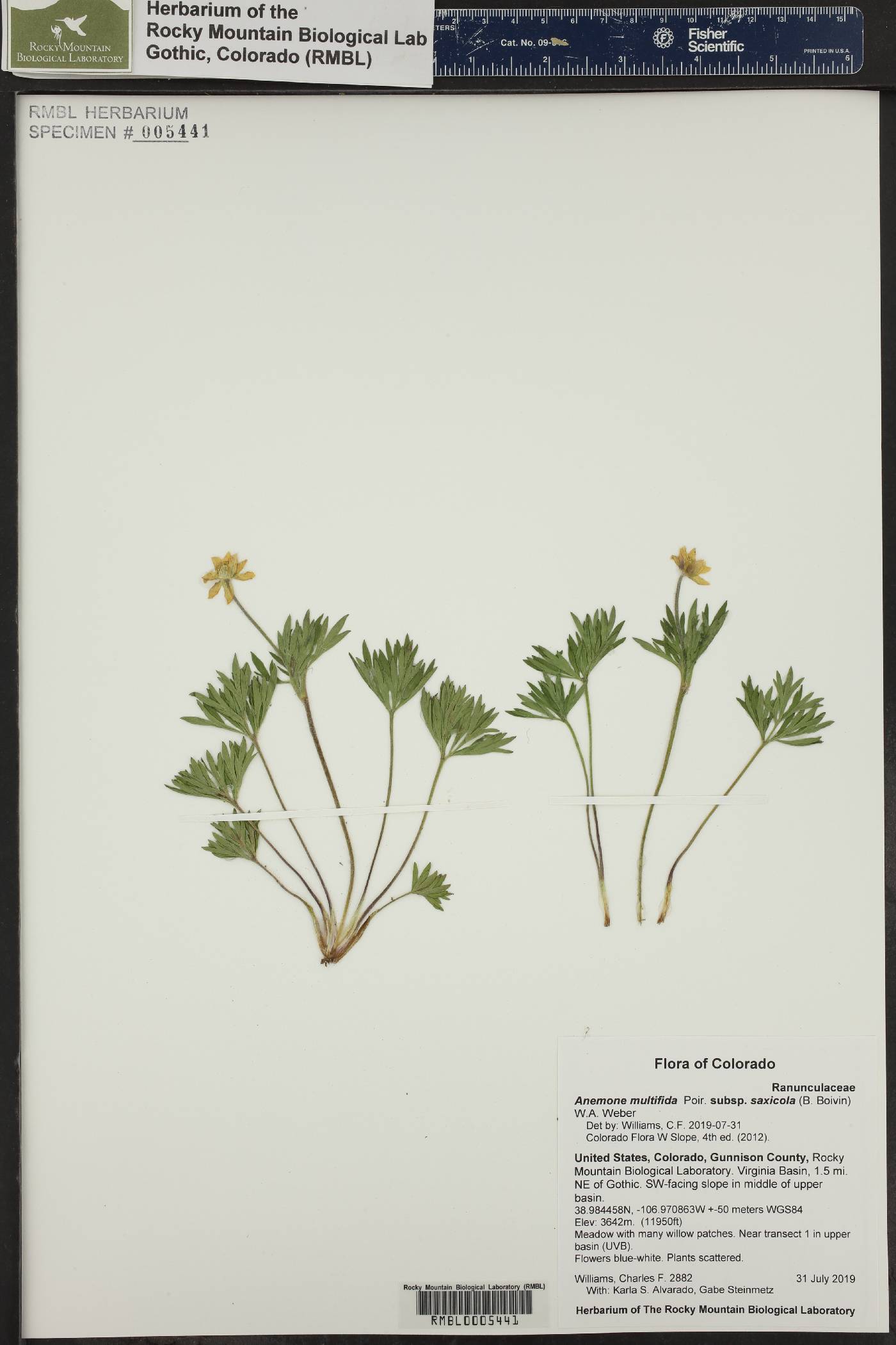Anemone multifida subsp. saxicola image