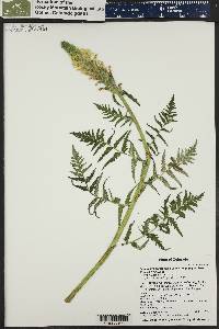 Pedicularis bracteosa image